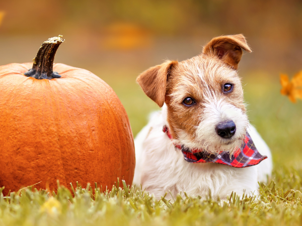 Herbstliches Superfood für Hunde: Die Top 5 Verdauungsvorteile von Kürbis