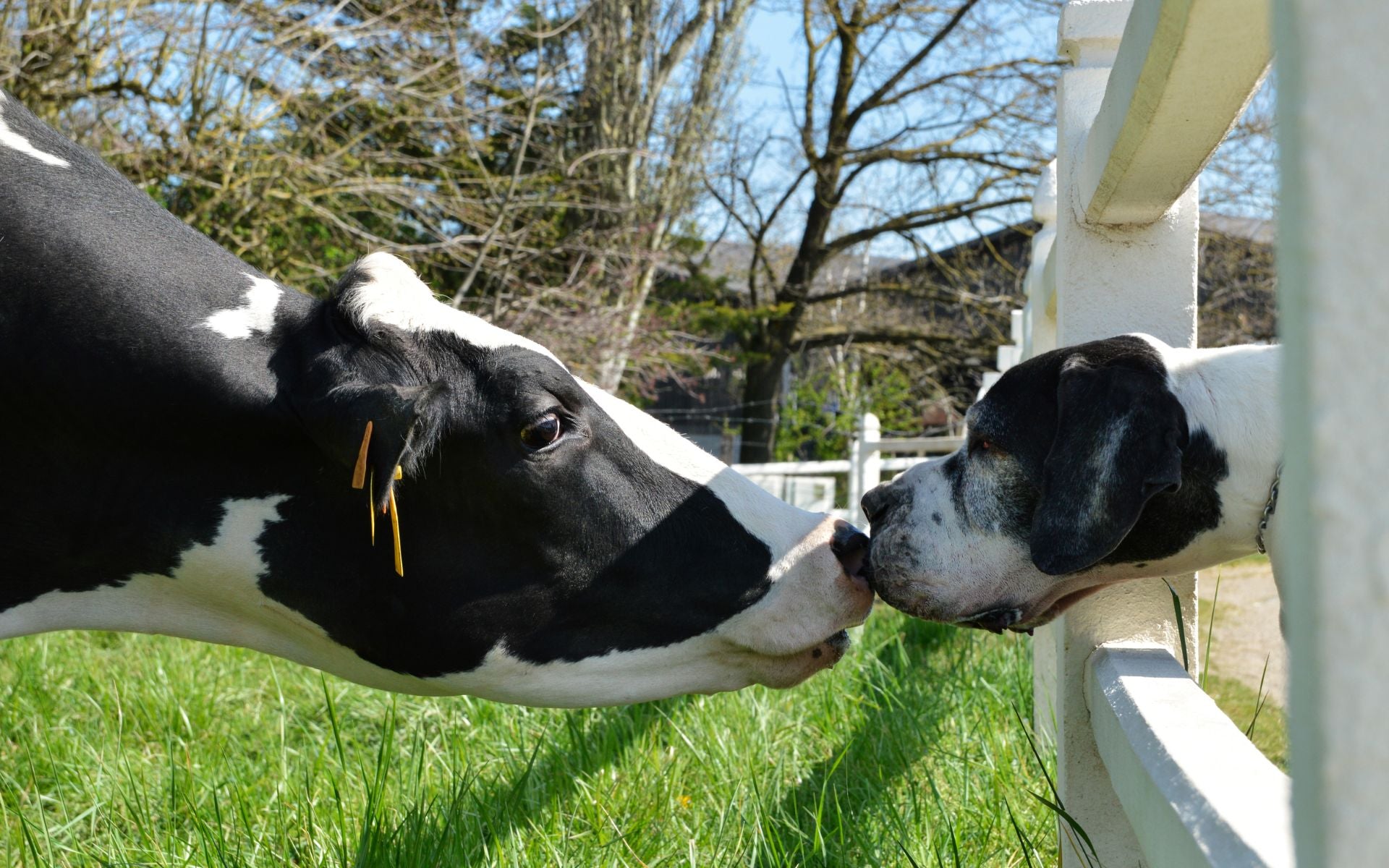 Haustier vs. Nutztier – ist das Eine mehr Wert als das Andere?
