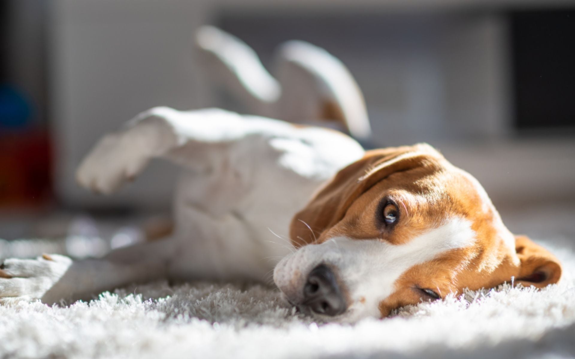 Welches Hundefutter bei Bauchspeicheldrüsenproblemen?