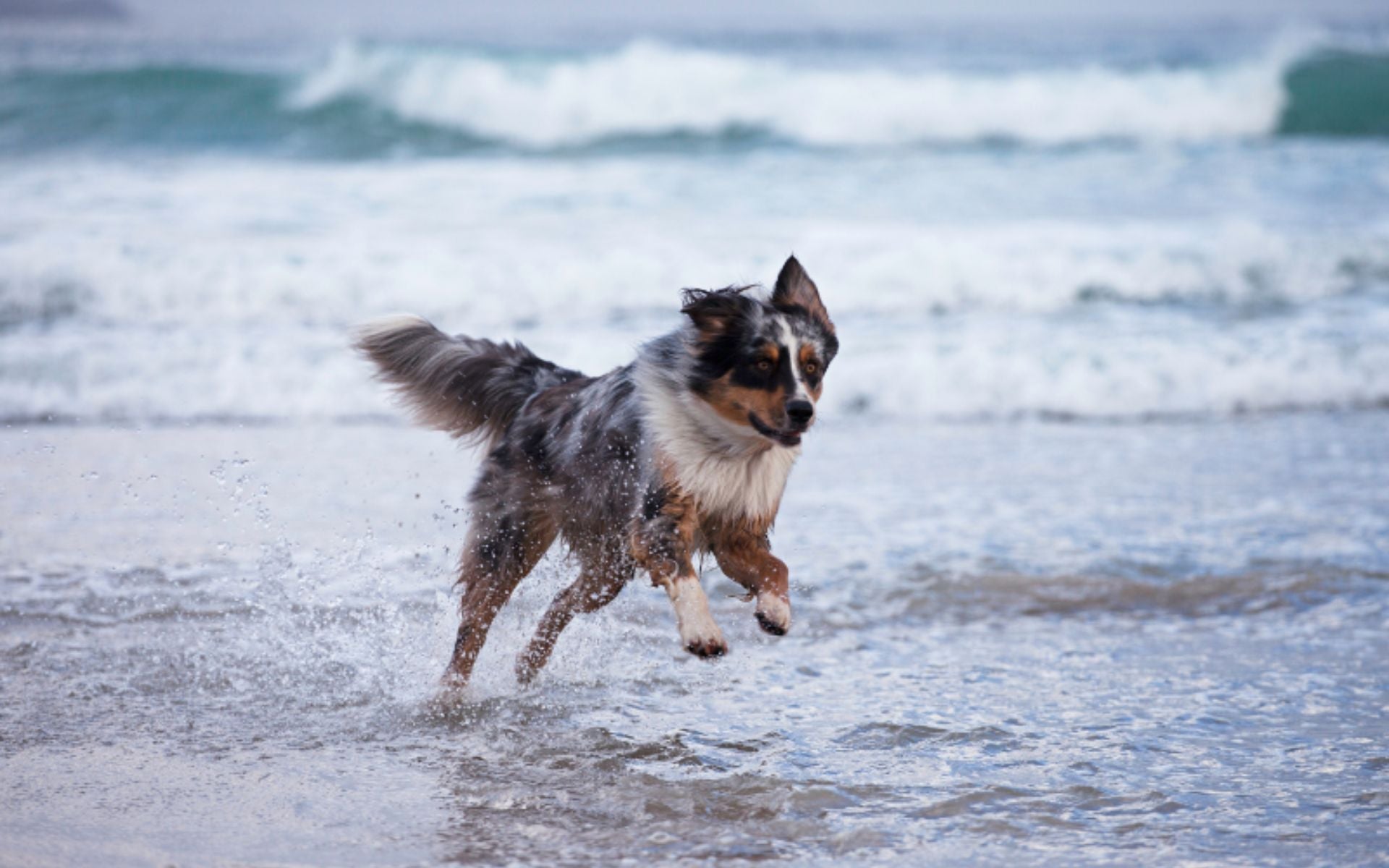 Energiereiches Hundefutter für aktive Hunde