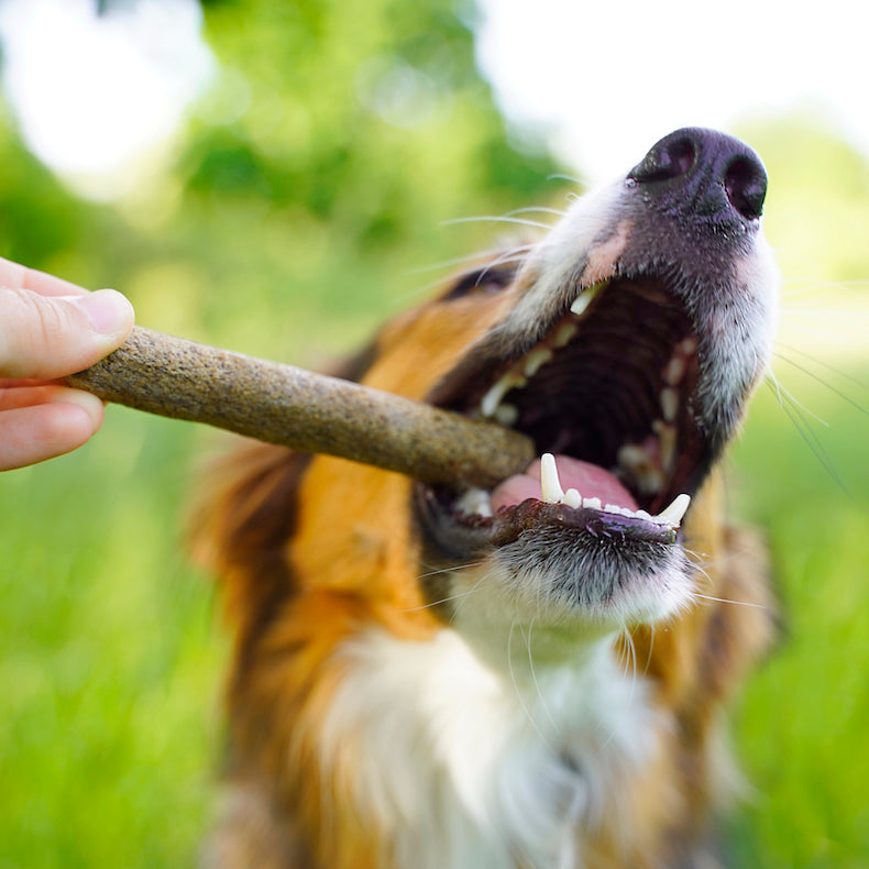 Zahnhygiene bei Hunden: So pflegst du die Zähne deines Hundes