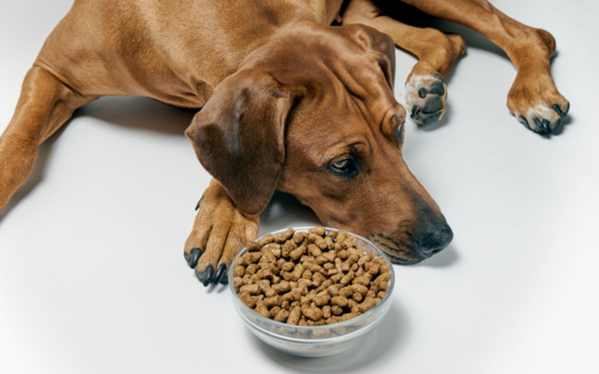 Welches Hundefutter bei Niereninsuffizienz?